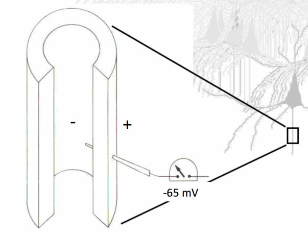 Neurons resting potential
