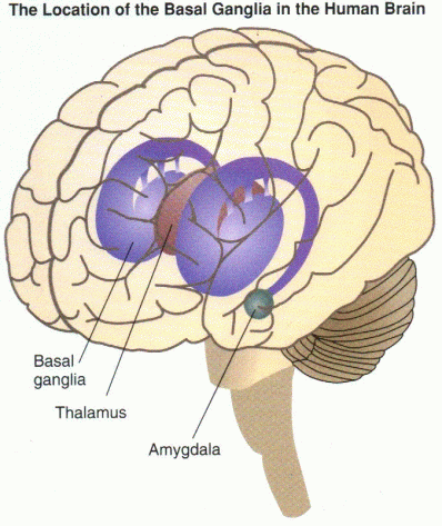 basalganglia