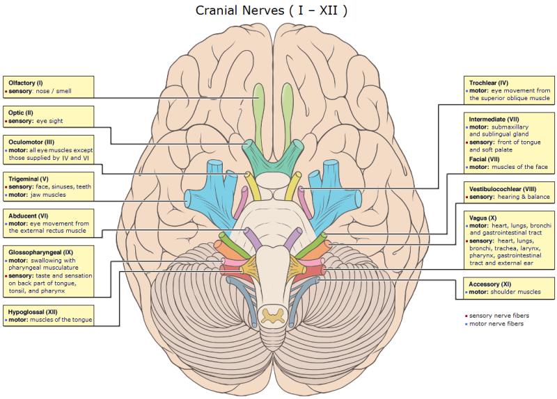 Cranial Nerves